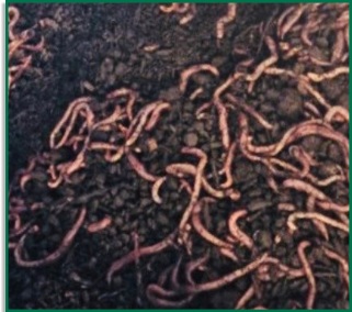 Earthworm Trials Fermin8® Earthworm Trials Fermin8®