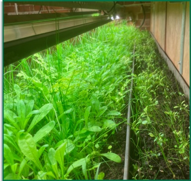 Test of meadow grasses and wild flowers grown in Fermen8® and wool