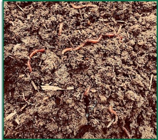 Natural Earthworms Fermin8® Natural Earthworms Fermin8®