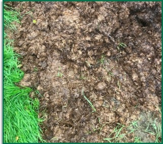 No Grass Scorching Fermin8® No Grass Scorching Fermin8®